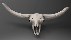Bison latifrons skull, aka, "Howie" (front, dark)